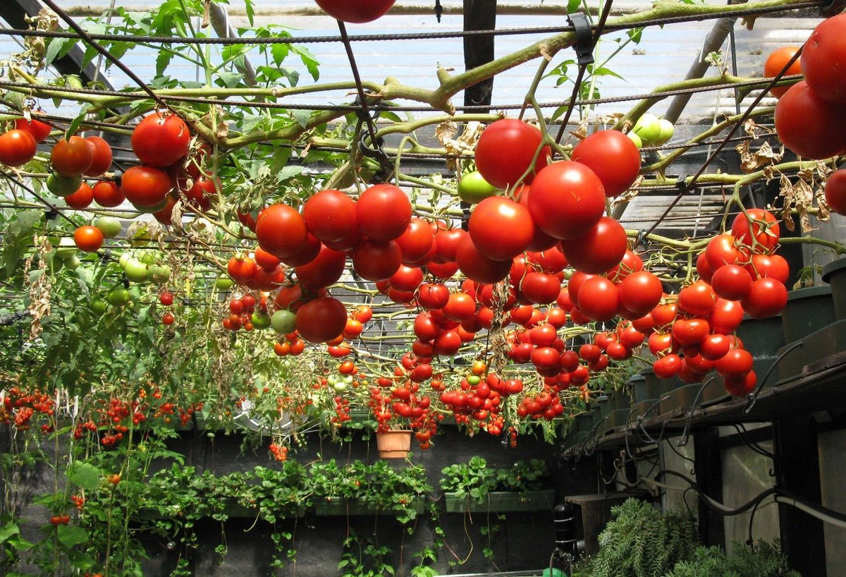 CHIEF--Family Size Indoor Farming Systems