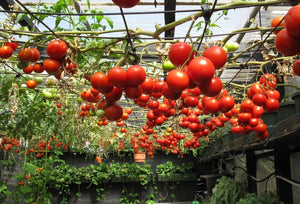CHIEF--Family Size Indoor Farming Systems