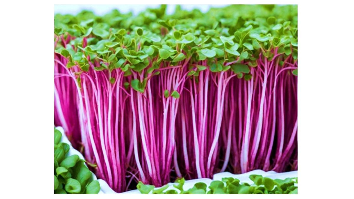 CHIEF--Family Size Indoor Farming Systems
