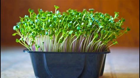 CHIEF--Family Size Indoor Farming Systems