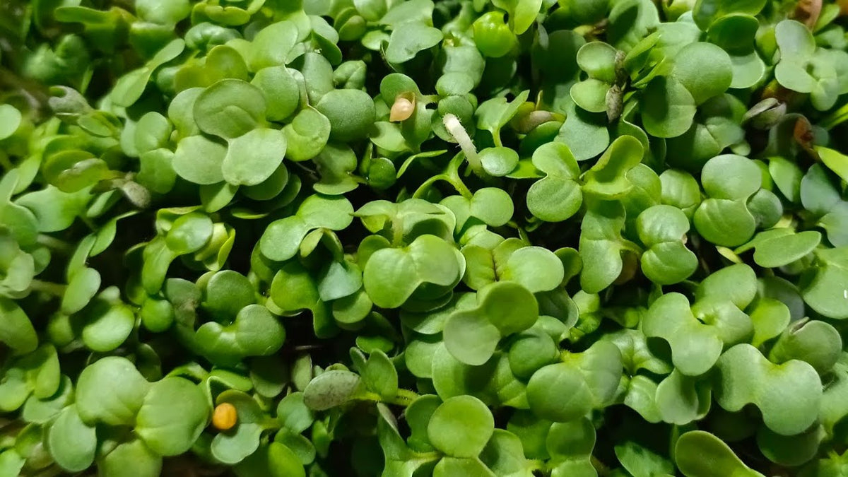 Fresh Food