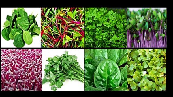 CHIEF --Classroom Hydroponic System--The Future of Farming