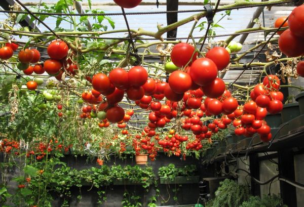 CHIEF --Classroom Hydroponic System--The Future of Farming