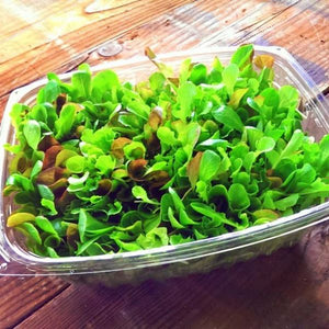 CHIEF --Classroom Hydroponic System--The Future of Farming